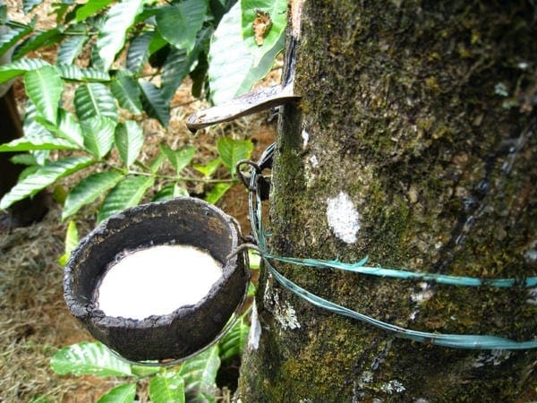 Filière hévéa : « 20 à 30% des plantations ne sont pas couvertes par les saigneurs » (Producteur)