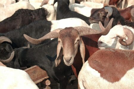 Fête de la Tabaski 2017 : vente de moutons à Abidjan
