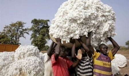 Côte d’Ivoire : la filière coton génère près de 120 milliards FCFA de chiffres d’affaires par an (Intercoton)