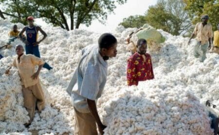 Côte d’Ivoire : le prix du kilogramme de coton maintenu à 265 FCFA