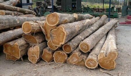 Côte d’Ivoire: Institution d’une taxe de 5% sur les ventes de bois en grumes