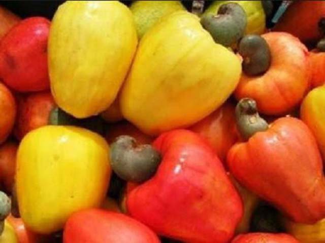 Côte d’Ivoire : le kilogramme du prix bord champ de la noix de cajou fixé à 375 FCFA