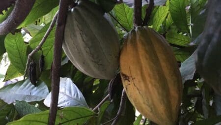 Réunion ce vendredi 11 octobre sur le cacao et la déforestation sous l’égide de l’UE