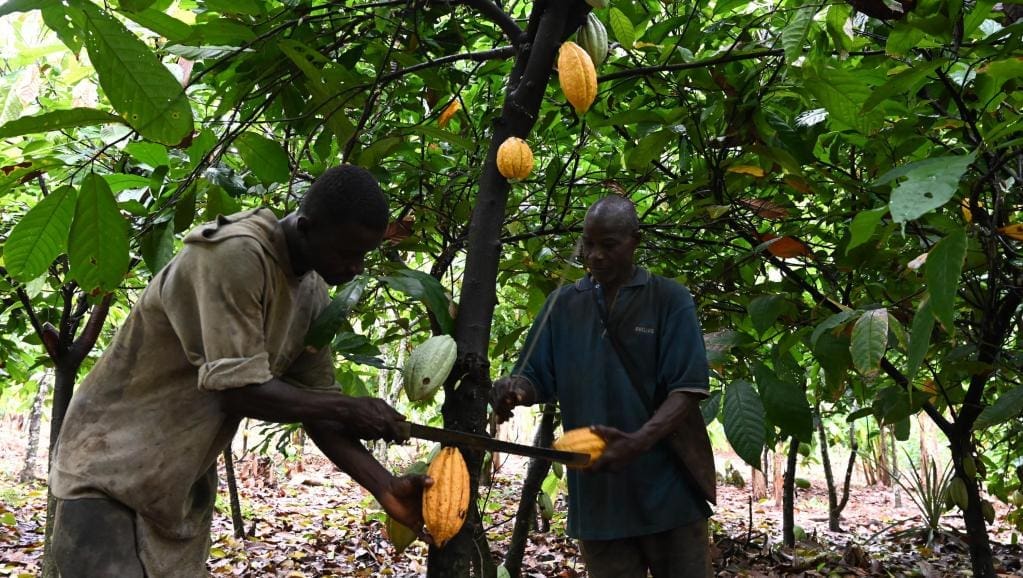 En Côte d’Ivoire, un exemple de transition agroécologique appliquée au cacao