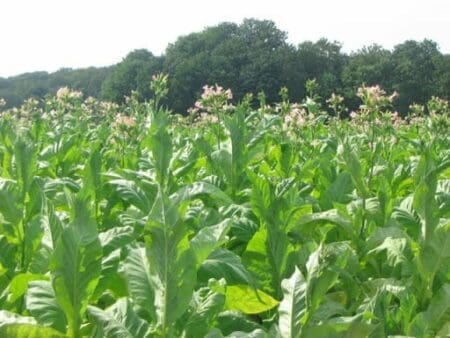 Coronavirus : un fabricant de cigarettes développe un potentiel vaccin avec des feuilles de tabac