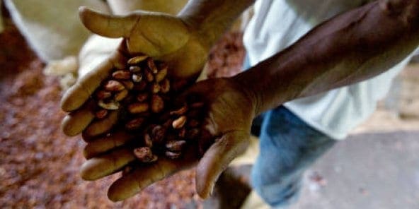 Chine : 330 millions d’euros attendus pour le cacao ivoirien