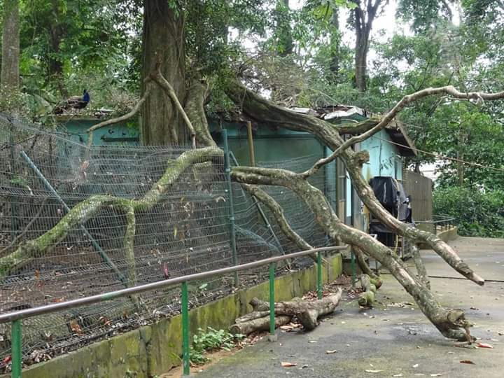 Mort d’un chimpanzé au zoo d’Abidjan, la maltraitance des animaux dénoncée
