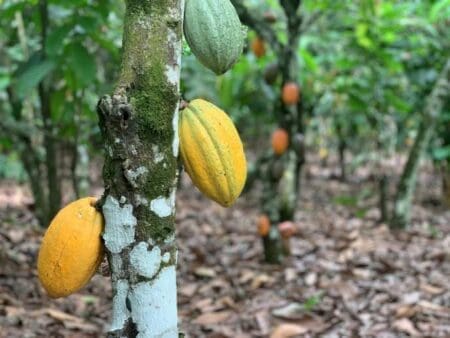 Hershey s’engage à payer les 400 dollars