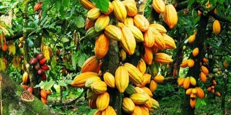Cacao -Campagne Intermédiaire : Le prix du kilo fixé à 815 FCFA
