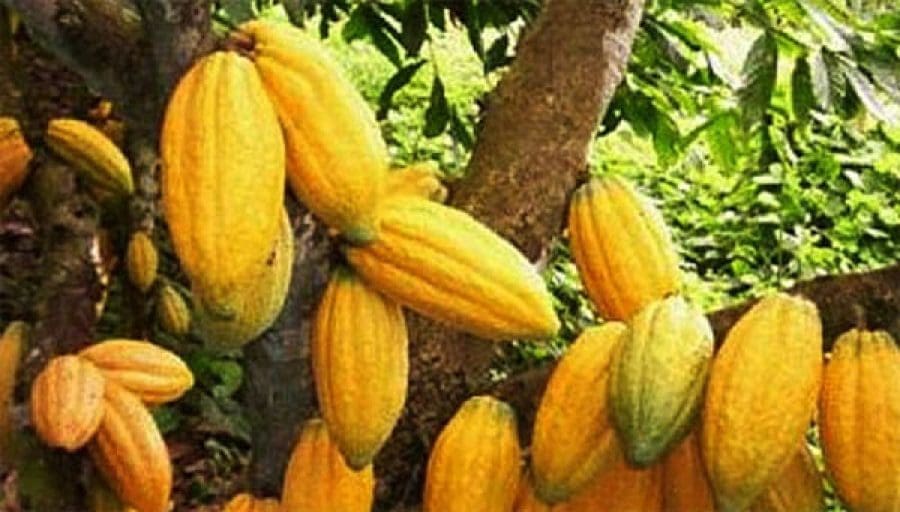 Cacao-2021-2022 : Le coût élevé des intrants pourrait baisser la production de 9,9% en Afrique