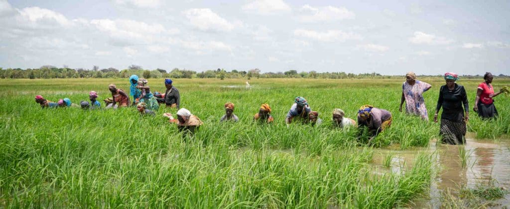 Sahel et Afrique de l’Ouest : plus de 176 millions de dollars du Fonds africain de développement pour améliorer les conditions de vie et la sécurité alimentaire et nutritionnelle des populations