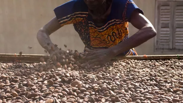 Afrique Cacao: les exportateurs ivoiriens proches du défaut de paiement en raison de la pénurie de fèves