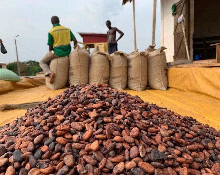 Cacao: la Côte d’Ivoire suspend la vente de contrats d’exportation en raison des intempéries