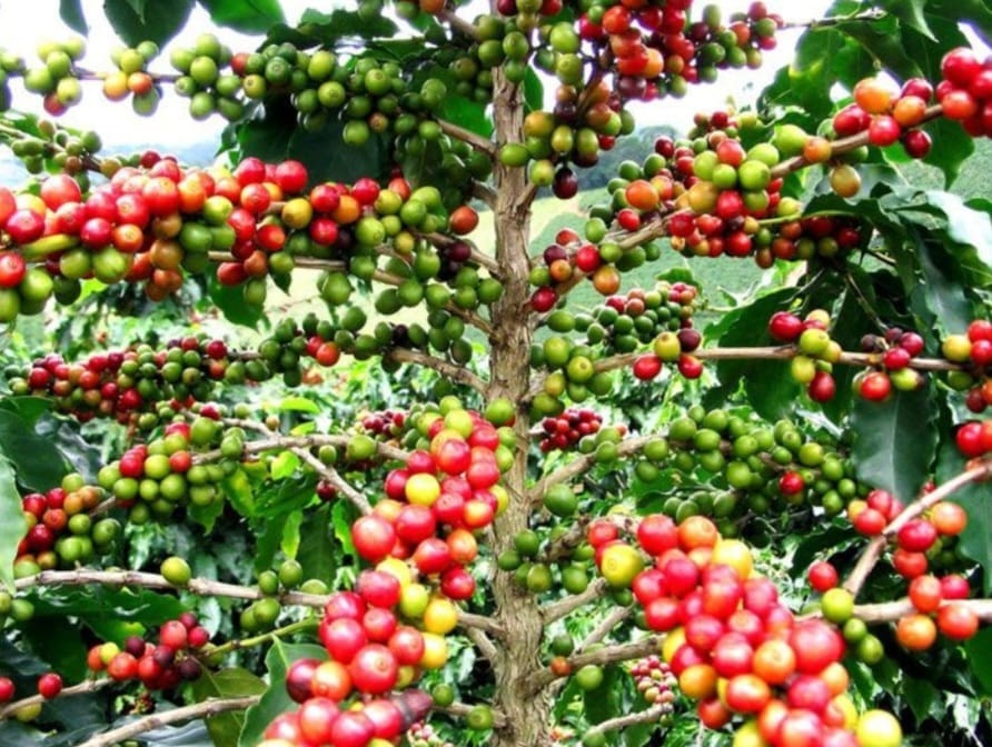 DYNAMISME DE L’ÉCONOMIE CAFEIERE : UNE NOUVELLE ORGANISATION INTERAFRICAINE DE CAFE (OIAC) CRÉÉE