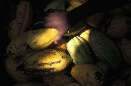 Cacao En Côte d’Ivoire, la récolte de cacao pourrait être moins importante que prévu en 2023/2024