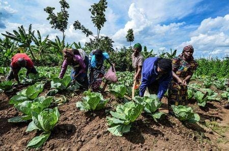 Agro Côte d’Ivoire : l’UE annonce un appui de plus de 10 millions $ en faveur de la production agricole