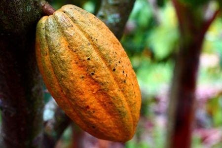 Cacao Les prix du cacao passent sous la barre des 6 000 livres la tonne, une première depuis 2 mois