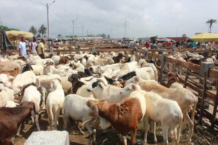 Tabaski 2024 : Le gouvernement ivoirien prévoit 139 000 moutons et 30 000 bœufs pour le district d’Abidjan
