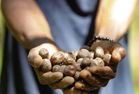 Hévéa Côte d’Ivoire : Eni veut se procurer 50 000 tonnes de graine d’hévéa en 2024