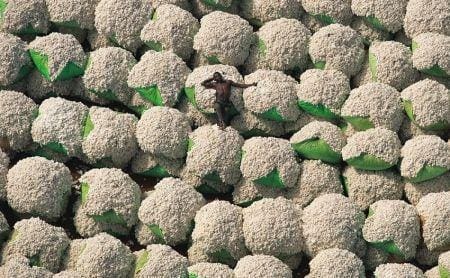 Côte d’Ivoire : la production cotonnière devrait augmenter de 6 % en 2024/2025
