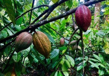 Côte d’Ivoire : la récolte intermédiaire de cacao attendue à son plus bas en 15 ans