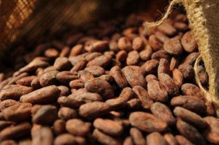 Les prix du cacao passent sous les 8000 $, une première depuis novembre