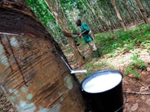 Caoutchouc naturel : la Côte d’Ivoire vise une nouvelle dimension sur le marché mondial