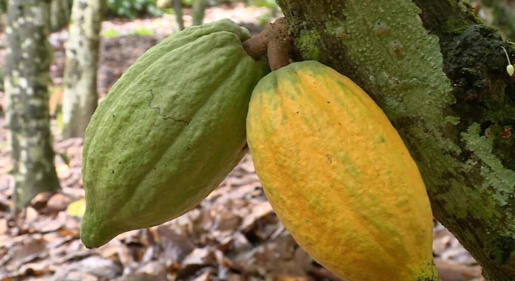 Côte d’Ivoire : refonte du calendrier cacao pour relancer la filière et protéger 1,2 million de producteurs