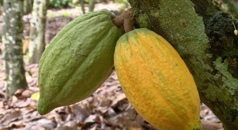 Côte d’Ivoire : refonte du calendrier cacao pour relancer la filière et protéger 1,2 million de producteurs